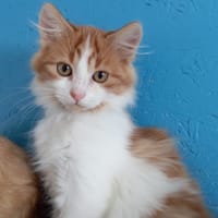 THOR, chat à adopter
