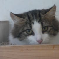 BOB, chat à adopter