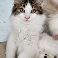 PIXIE, chatte à adopter