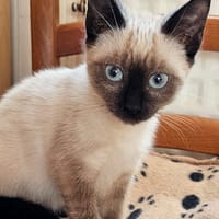 LAVANDE, chatte à adopter