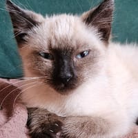 JASMIN, chat à adopter