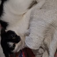 Dionizos, kot do adopcji