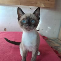 MIA, chatte à adopter