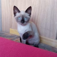 BELLA, chatte à adopter