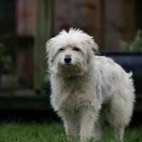 Lieber Familienhund PUFU, Hund zur Adoption