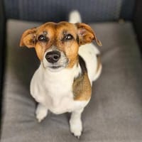 Barnie - ist nähebedürftig, Hund zur Adoption