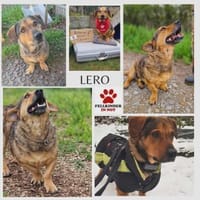 eigenwilliger Dackel Lero sucht...., Hund zur Adoption