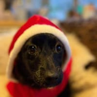 Phebe hofft auf ein zu Hause, Hündin zur Adoption