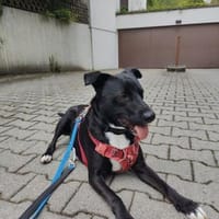 Stoki, stubenreiner Herzensbrecher, 5J, Hund zur Adoption