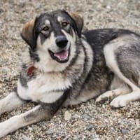 Aufgeschlossene und entspannte Alisea, Hündin zur Adoption