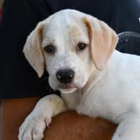 Sophie wünscht sich ein besseres Leben, Hündin zur Adoption