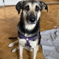 Medea sucht ihr Zuhause, Hündin zur Adoption