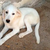 Möchten Sie Paco bei sich aufnehmen?, Hund zur Adoption