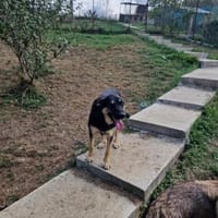 Olivia, nur weil ich schwarz bin???, Hündin zur Adoption