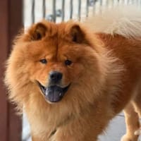 Kimbo - ein Chow-Chow, Hund zur Adoption
