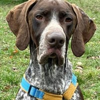 Ragnar ein Schatz sucht sein Traumzuhaus, Hund zur Adoption