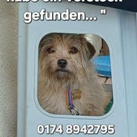 LOTTI  wünscht sich liebevolles Zuhause, Hündin zur Adoption