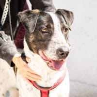 Wer schenkt Archie ein tolles Zuhause?, Hund zur Adoption