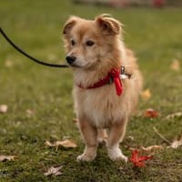 Inkontinenter Gaber hofft auf sein Heim, Hund zur Adoption