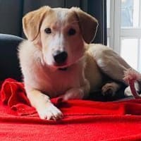 Luke sucht seine Menschen, Hund zur Adoption