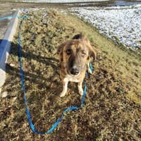 Asta - die bezaubernde, Hündin zur Adoption