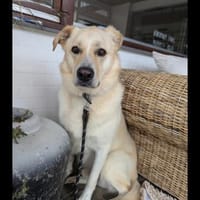 Sammy sucht erfahrenes Zuhause Wachhund, Hund zur Adoption