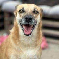 SHORTIE - freundliche Hündin sucht Glück, Hündin zur Adoption