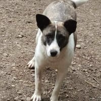 Shanti, Hündin zur Adoption