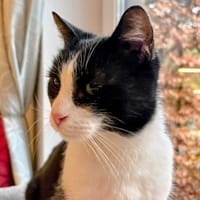 Lieber Kater Monty sucht Zuhause, Kater zur Adoption