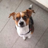 Miska - für Anfänger,kinder&katzenvertr., Hündin zur Adoption