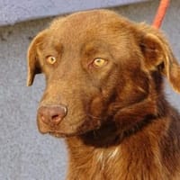 Treue Seele LADO, Hund zur Adoption