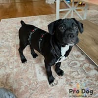 Sharik sucht dringend sein neues Zuhause, Hund zur Adoption