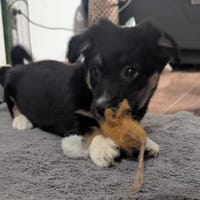 Kleine Polina sucht Kuschelflat, Hündin zur Adoption