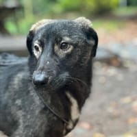 Pino sucht Dich, Hund zur Adoption