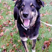 Bandi - ein sanfter Riese, Hund zur Adoption