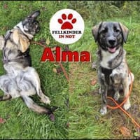 junge Mischlings-Hündin Alma sucht ..., Hündin zur Adoption