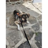 Mabel - wartet in 56379 Oberwies, Hündin zur Adoption