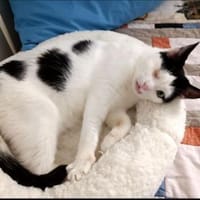 Belinda sucht in Wohnungshaltung, Katze zur Adoption