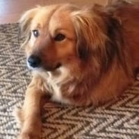 Amon ist ein wunderschöner, toller Kerl!, Hund zur Adoption