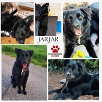 junger aktiver JarJar sucht seine Glück, Hund zur Adoption