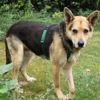 Karlchen sucht liebevole Menschen, Hund zur Adoption