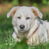 Hübscher Hundebub Poldo sucht Zuhause, Hund zur Adoption