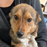 SADY wer schenkt ihr Glück, Hündin zur Adoption