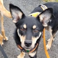 Kleine MIA sucht Zuhause, Hündin zur Adoption