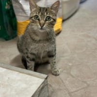 Tigermädchen Flia sucht ihre Familie, Katze zur Adoption