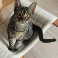 Kleiner Bandit sucht sein Zuhause, Kater zur Adoption