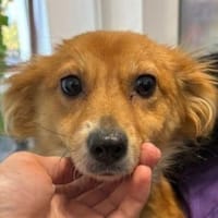 TESSY, kleine Zuckerschnecke, Hündin zur Adoption