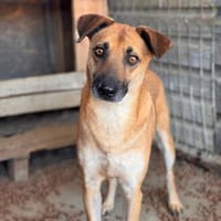 Rüde Roxy bedachtsam eher ruhig, Hund zur Adoption