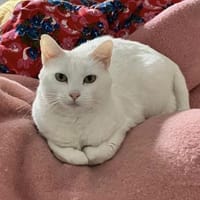 Annie sucht mit Garten oder Freigang, Katze zur Adoption