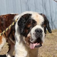 Bootsmann, Traumhund mit Handicap, Hund zur Adoption